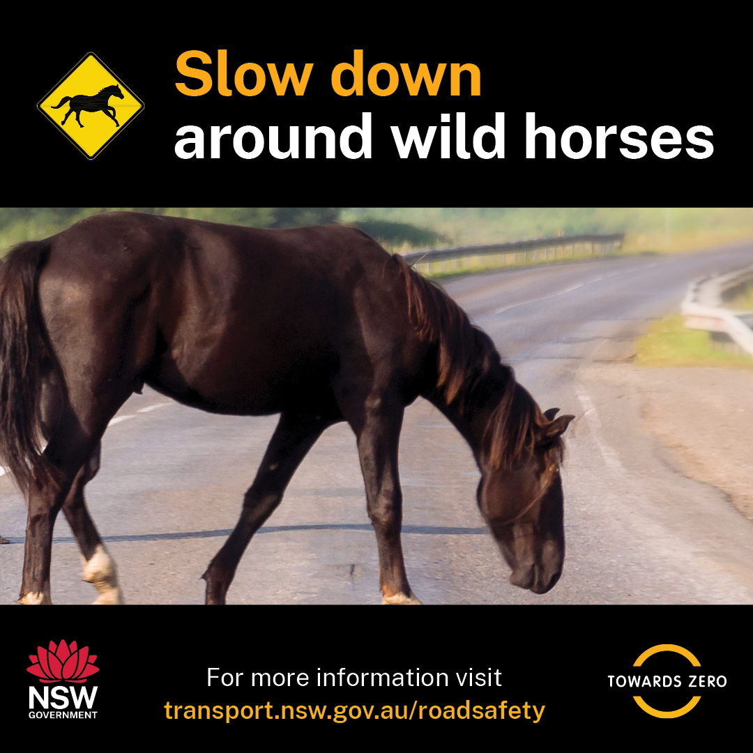 Wild horses - RRSM 2025